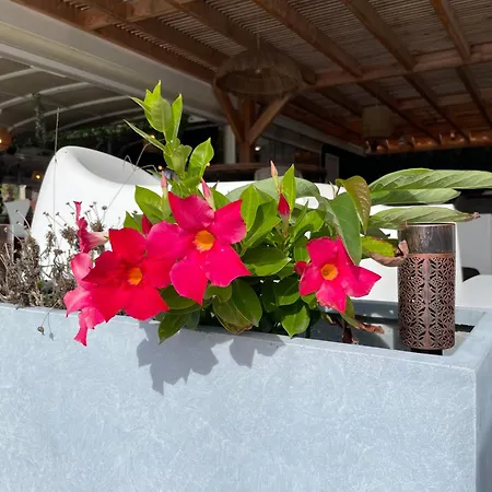 Διαμέρισμα Cerica Proche De La De Saint Cyprien