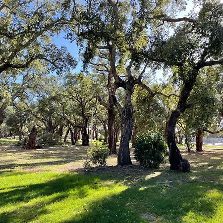 Cerica Proche De La De Saint Cyprien